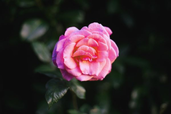 pink rose pink rose