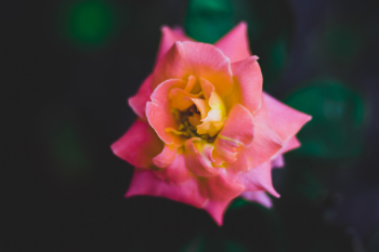 Pink Rose Pink Rose