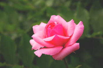 Pink rose Pink rose