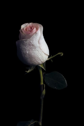 pink rose pink rose