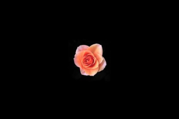 pink rose pink rose