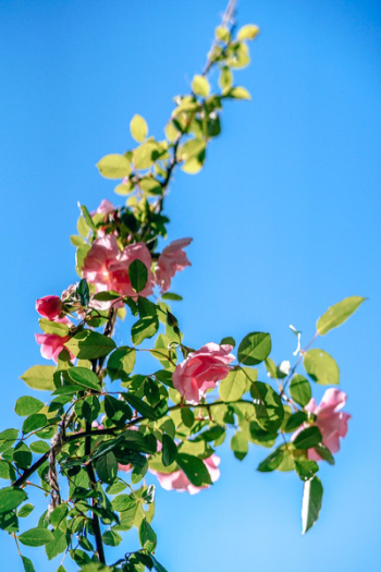 Pink Rose Pink Rose
