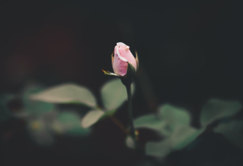 Pink Rose Pink Rose