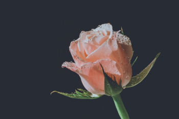 Pink Rose Pink Rose