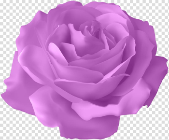 Pink rose, Blue rose Flower, Purple Rose transparent background PNG clipart