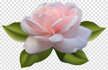 Pink rose , Centifolia roses , Beautiful Pink Rose with Leaves transparent background PNG clipart