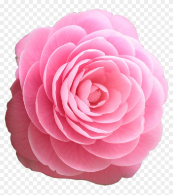 Pink Rose Clip Art - Pink Rose Clipart Rose Pink Rose Clip Art - Pink Rose Clipart Rose