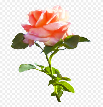 Pink Rose Clip Art - Rose Pink Rose Clip Art - Rose