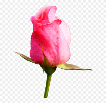Pink Rose Clipart - Flower Pink Rose Bud Pink Rose Clipart - Flower Pink Rose Bud
