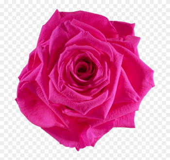 Pink Rose Clipart Png - Rose Pink Rose Clipart Png - Rose