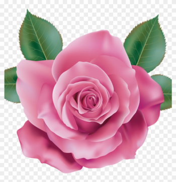 Pink Rose Clipart Rose Clipart Pink Rose Transparent - Rose Pink Transparent Pink Rose Clipart Rose Clipart Pink Rose Transparent - Rose Pink Transparent