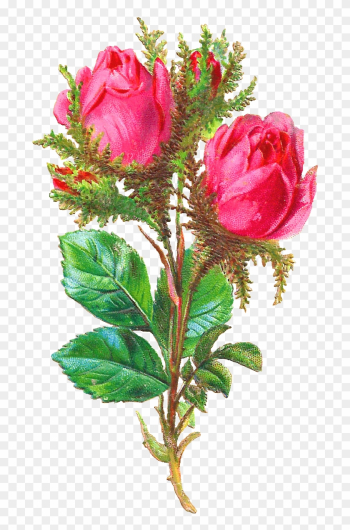 Pink Rose Clipart Shabby Chic - Garden Roses Pink Rose Clipart Shabby Chic - Garden Roses