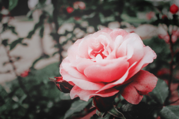 Pink Rose Flower Pink Rose Flower