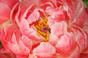 pink rose flower pink rose flower