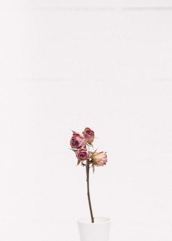 pink rose flower pink rose flower