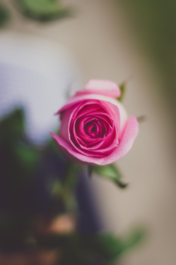 Pink Rose Flower Pink Rose Flower