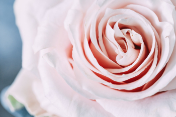 Pink Rose Flower Pink Rose Flower