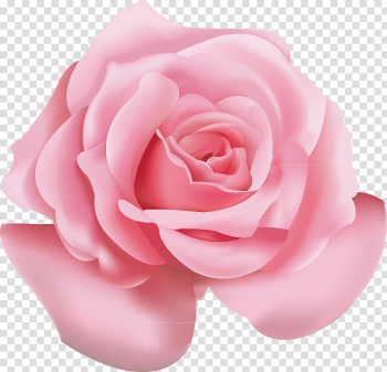 Pink rose flower , Beach rose Pink Flower Icon, Pink roses transparent background PNG clipart