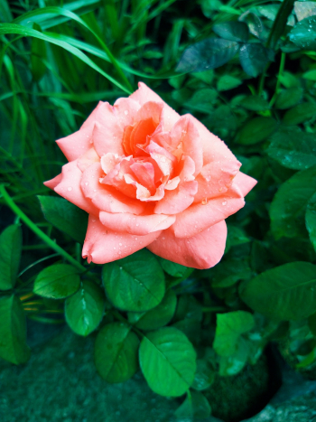 Pink Rose Flower Bloom Pink Rose Flower Bloom