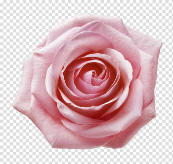 Pink rose flower, Garden roses Still Life: Pink Roses Centifolia roses Beach rose Floribunda, Pink rose closeup transparent background PNG clipart