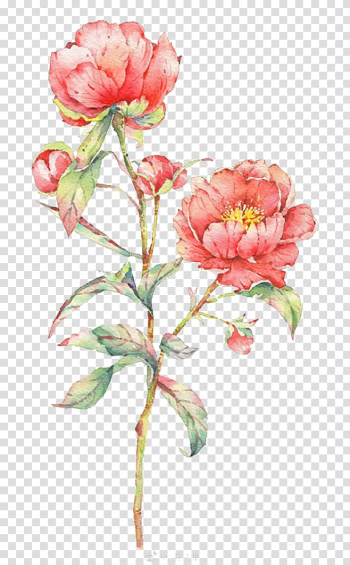 Pink rose flower illustration, Watercolor: Flowers Watercolor painting Centifolia roses, Watercolor flowers transparent background PNG clipart