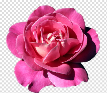Pink rose flower, Pink Rose, Pink Rose transparent background PNG clipart Pink rose flower, Pink Rose, Pink Rose transparent background PNG clipart