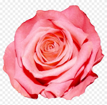 Pink Rose Flower Png Pink Rose Flower Png