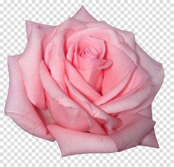 Pink rose flower, Rose Pink flowers Pink flowers, Pink Rose transparent background PNG clipart