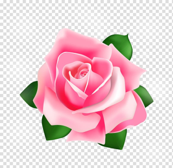 Pink rose flower , Rose Pink, Rose transparent background PNG clipart Pink rose flower , Rose Pink, Rose transparent background PNG clipart
