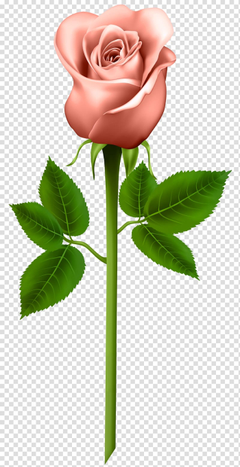 Pink rose flower , Rose Purple , Orange Rose transparent background PNG clipart