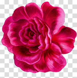 Pink rose flower transparent background PNG clipart