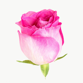 Pink rose flower transparent png | Free transparent png - 2278234 Pink rose flower transparent png | Free transparent png - 2278234
