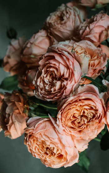 Pink Rose Flowers Pink Rose Flowers