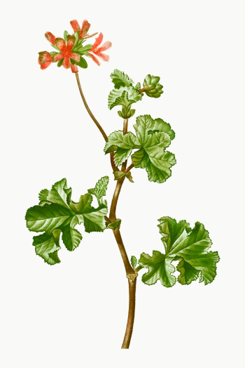 Pink rose geranium | Free stock vector - 569439 Pink rose geranium | Free stock vector - 569439