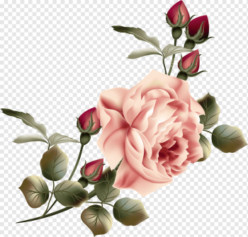 pink rose illustration, Flower Garden roses, vintage flowers, flower Arranging, artificial Flower, flower png