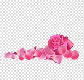 Pink rose illustration, Garden roses Beach rose Pink, Pink rose transparent background PNG clipart