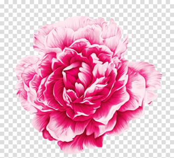 Pink rose illustration, Moutan peony Watercolor painting, Peony transparent background PNG clipart