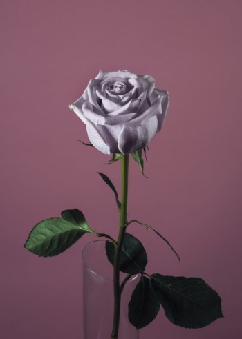 Pink Rose On Pink Pink Rose On Pink
