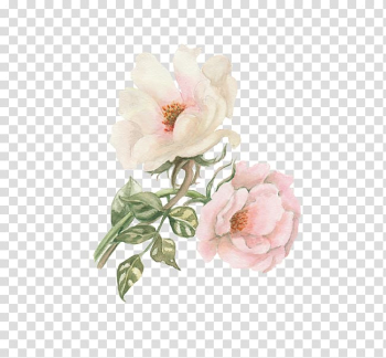 Pink rose painting, Watercolor: Flowers Watercolour Flowers Garden roses Watercolor painting, Peony transparent background PNG clipart