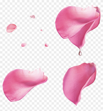 Pink Rose Petal Floating Material - Transparent Pink Rose Petals Png