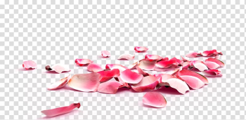 Pink rose petals art, Exfoliation Skin Callus Foot Rose, Purple petals falling material element transparent background PNG clipart