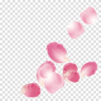 Pink rose petals , Beach rose Petal, Pink roses falling leaves transparent background PNG clipart