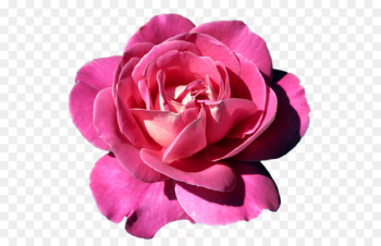 Pink Rose - Pink Rose Clipart Pink Rose - Pink Rose Clipart