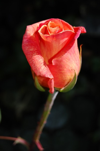 Pink Rose Plant Pink Rose Plant