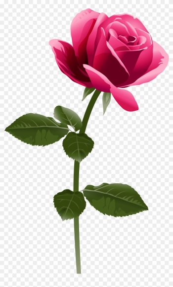 Pink Rose Png Clip Art Image - Fuchsia Pink Flower Png