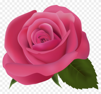 Pink Rose Png Clipart Image - Pink Rose Transparent Background