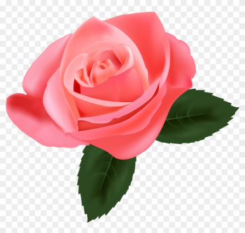 Pink Rose Png Clipart - Pink Rose Png Pink Rose Png Clipart - Pink Rose Png