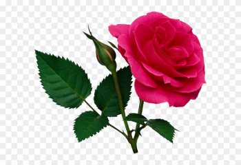 Pink Rose Png File - Rose Png File