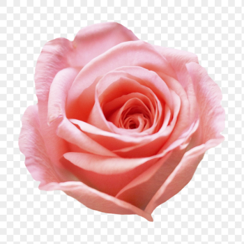 Pink rose png, flower clipart, | Free PNG - rawpixel