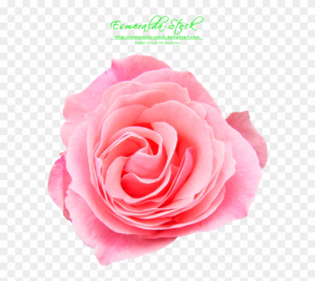Pink Rose Png Free Download - Pink Rose Flower Png Pink Rose Png Free Download - Pink Rose Flower Png